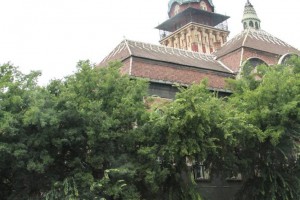 Neobični gosti u centru grada