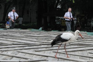 Neobični gosti u centru grada
