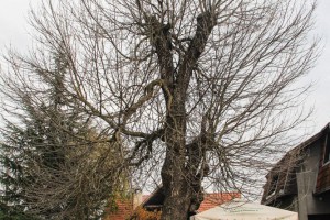 7. festival mlade rakije