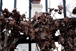 Tradicionalna seča badnjaka i povorka