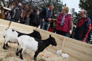 Otvaranje 7. Butkicijade i Usrkšnjeg vašara
