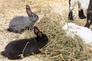 Otvaranje 7. Butkicijade i Usrkšnjeg vašara