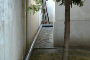 Lisica u porodičnom domu