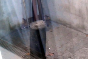 Lisica u porodičnom domu