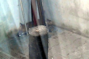 Lisica u porodičnom domu