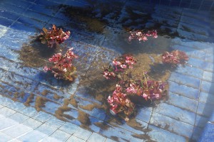 Obilazak oštećene fontane