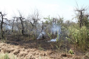 Požar uspešno saniran, vatrogasna četa na nivou zadatka