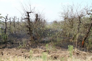 Požar uspešno saniran, vatrogasna četa na nivou zadatka