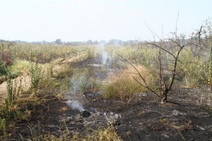 Požar uspešno saniran, vatrogasna četa na nivou zadatka