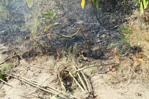 Požar uspešno saniran, vatrogasna četa na nivou zadatka