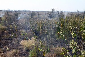 Požar uspešno saniran, vatrogasna četa na nivou zadatka