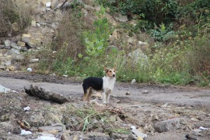 Radovi na raščišćavanju zemljišta na uglu Segedinskog puta i Pap Pala