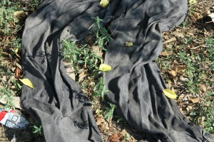 Poseta delegacije Pokrajinskog saveta za migracije