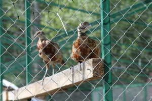 Puštanje uzgajanih fazana u prirodu