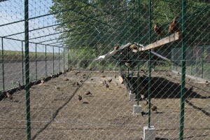 Puštanje uzgajanih fazana u prirodu