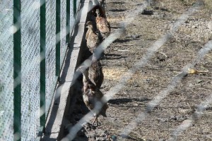 Puštanje uzgajanih fazana u prirodu