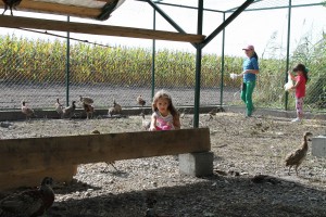 Puštanje uzgajanih fazana u prirodu