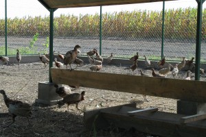 Puštanje uzgajanih fazana u prirodu