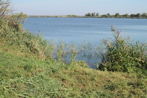 Teško ubistvo na Paliću