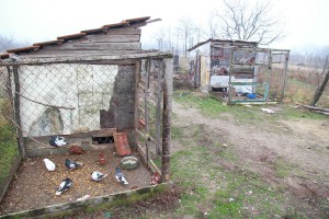 U poseti porodici Sivić