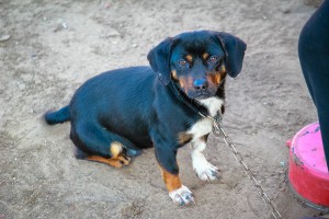 Porodica Sivić dobila pomoć