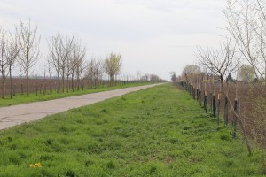 Obilazak rekonstruisanih vetrozaštitnih pojaseva