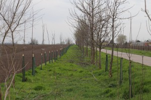 Obilazak rekonstruisanih vetrozaštitnih pojaseva