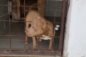 Završena prva faza izgradnje azila za pse