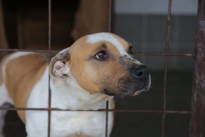 Završena prva faza izgradnje azila za pse