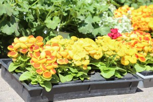 Regionalna izložba i Vašar cveća i bašte "Garden flora 2016"