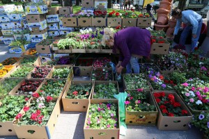 Regionalna izložba i Vašar cveća i bašte "Garden flora 2016"