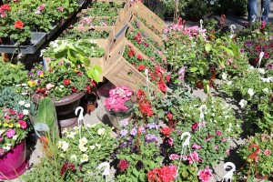 Regionalna izložba i Vašar cveća i bašte "Garden flora 2016"