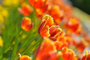 Subotnje popodne u Zoološkom vrtu na Paliću