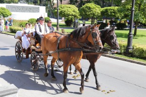 Dužijanca 2016 - povorka do katedrale sv. Terezije Avilske (#1)
