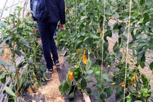 Studijsko putovanje u Nemačku u organizaciji Pokrajinskog sekretarijata za poljoprivredu