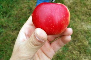 Studijsko putovanje u Nemačku u organizaciji Pokrajinskog sekretarijata za poljoprivredu