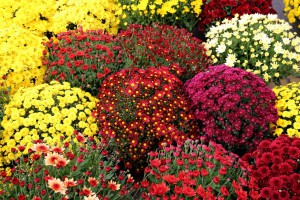 Jesenji festival cveća "Garden flora"