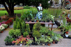 Jesenji festival cveća "Garden flora"