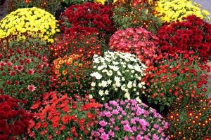 Jesenji festival cveća "Garden flora"