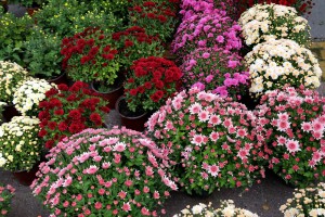 Jesenji festival cveća "Garden flora"