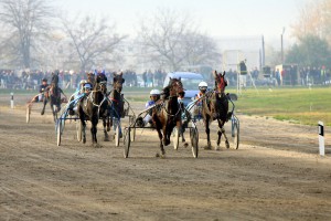 Konjička trka Grada Subotice