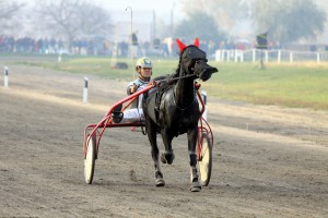 Konjička trka Grada Subotice
