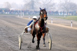 Konjička trka Grada Subotice