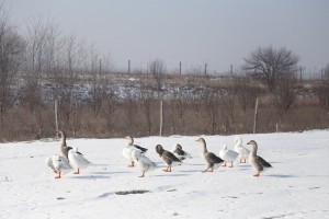 Dan Svetog Vinka - probna rezidba u vinogradu Voje Radmilovića