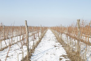 Dan Svetog Vinka - probna rezidba u vinogradu Voje Radmilovića