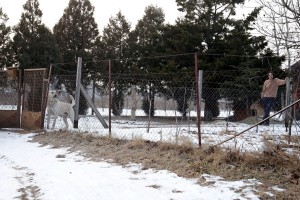 Problem građana MZ "Zorka" sa agresivnim psom