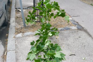 Polomljeni mladi platani