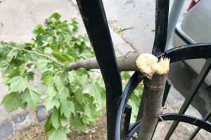 Polomljeni mladi platani