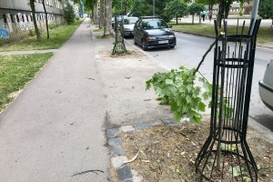 Polomljeni mladi platani