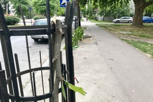 Polomljeni mladi platani